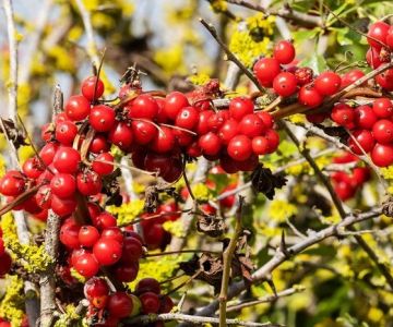 How to Identify Edible Berries and Plants (And Avoid Poisonous Ones)