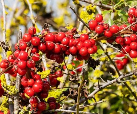 How to Identify Edible Berries and Plants (And Avoid Poisonous Ones)