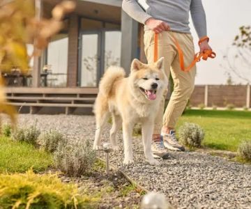 How to Train Your Dog for Camping and Hiking Etiquette