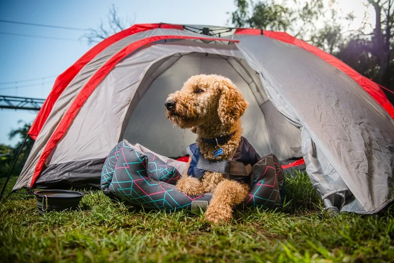 Camping with Dogs: Essential Tips, Safety Gear, and Dog-Friendly Parks