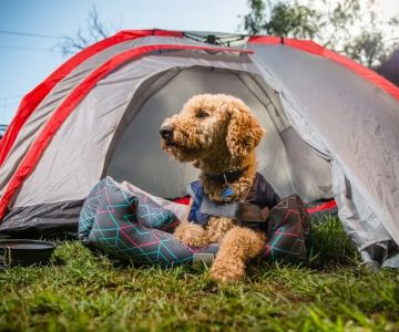 Camping with Dogs: Essential Tips, Safety Gear, and Dog-Friendly Parks