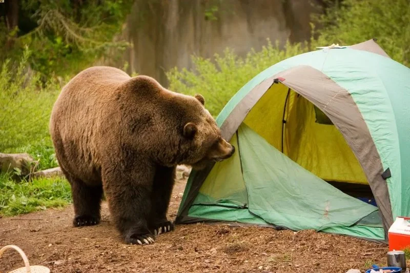 How to Stay Safe While Camping in Bear Country: Essential Tips and Guidelines