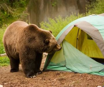 How to Stay Safe While Camping in Bear Country: Essential Tips and Guidelines