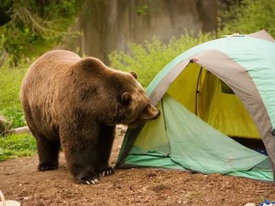 How to Stay Safe While Camping in Bear Country: Essential Tips and Guidelines