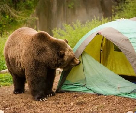 How to Stay Safe While Camping in Bear Country: Essential Tips and Guidelines